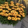 Osteospermum Plants - Sunshine Beauty