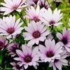 Osteospermum Sennen Sunrise Plants