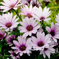 Osteospermum Sennen Sunrise Plants