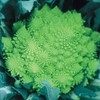 Our Selection Brassica Veg Plants