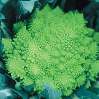 Our Selection Brassica Veg Plants