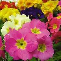 Our Selection Winter/Spring Bedding