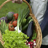 Outdoor Salad Plants - Collection