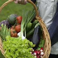 Outdoor Salad Plants - Collection