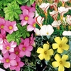 Oxalis Bulbs - Collection