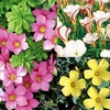Oxalis Bulbs - Collection