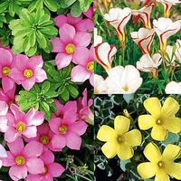 Oxalis Bulbs - Collection