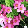 Oxalis Bulbs - hirta Gothenburg