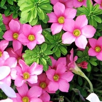 Oxalis Bulbs - hirta Gothenburg
