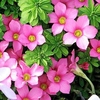 Oxalis Bulbs - hirta Gothenburg