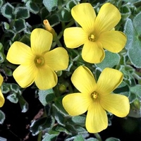 Oxalis Bulbs - melanosticta Ken Aslet
