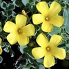 Oxalis Bulbs - melanosticta Ken Aslet