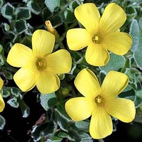 Oxalis Bulbs - melanosticta Ken Aslet