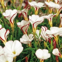 Oxalis Bulbs - versicolor
