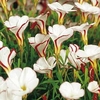 Oxalis Bulbs - versicolor