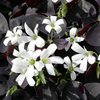 Oxalis Plant - Black Velvet