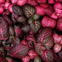 Oxford Botanic Gardens Photography Tour