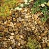 Oyster Pearl Pebbles - Bulk