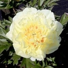 Paeonia ITOH 