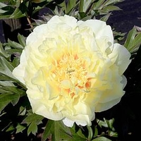 Paeonia ITOH 