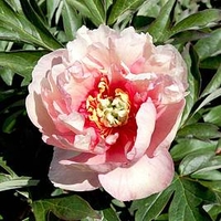 Paeonia ITOH 