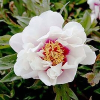 Paeonia ITOH 
