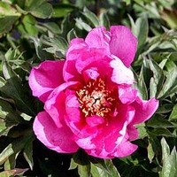 Paeonia ITOH 