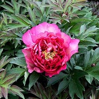Paeonia ITOH 