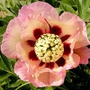 Paeonia ITOH 