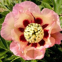 Paeonia ITOH 