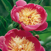 Paeonia Plant - Bowl of Beauty
