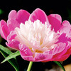Paeonia Plant - Gay Paree
