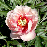 Paeonia Plant - ITOH Canary Brilliants