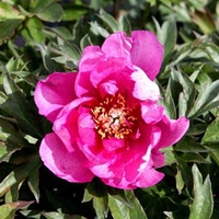 Paeonia Plant - ITOH 