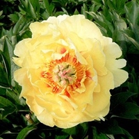 Paeonia Plant - ITOH Garden Treasure