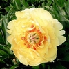 Paeonia Plant - ITOH Garden Treasure
