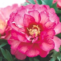 Paeonia Plant - ITOH Julia Rose