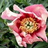Paeonia Plant - ITOH Old Rose Dandy