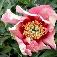 Paeonia Plant - ITOH Old Rose Dandy