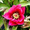 Paeonia Plant - ITOH Pink Ardour
