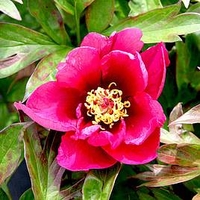 Paeonia Plant - ITOH Pink Ardour