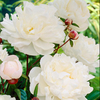 Paeonia Plants - Collection