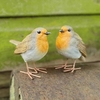 Pair of Robins