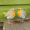 Pair of Robins