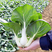 Pak Choi Chu Choi F1 Seeds