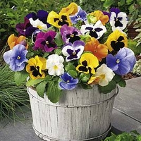 Pansy Flower Plants - Select Mix