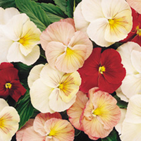Pansy Plant - Antique Shades