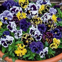 Pansy Plants - Frizzle Sizzle Fire