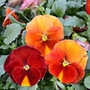 Pansy Plants - Beacon Caramel