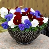 Pansy Plants - Brittania Mixed